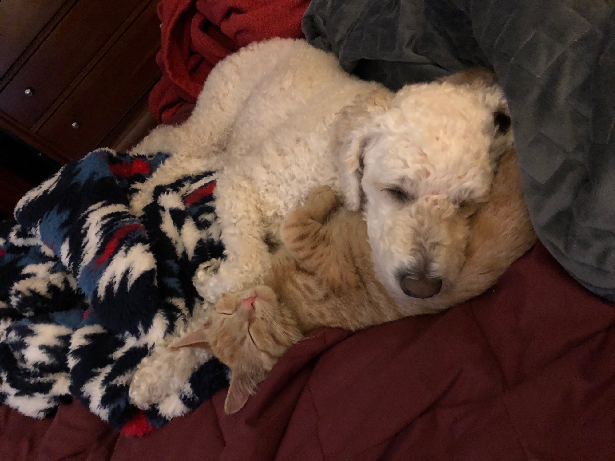 2018-12-05-dog-cat-bff photo