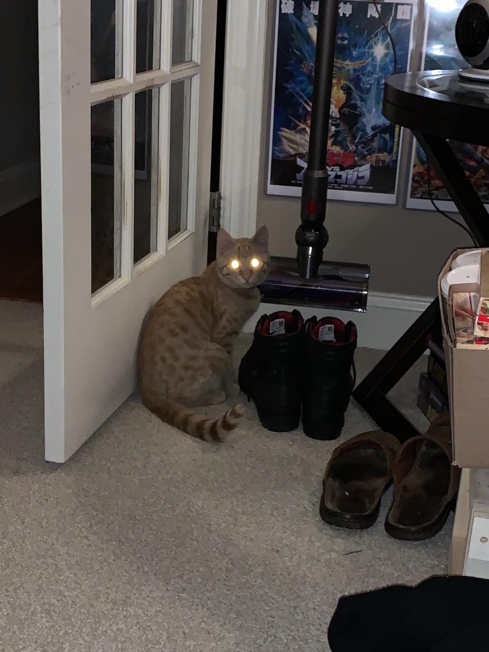 2019-01-20-hell-cat photo