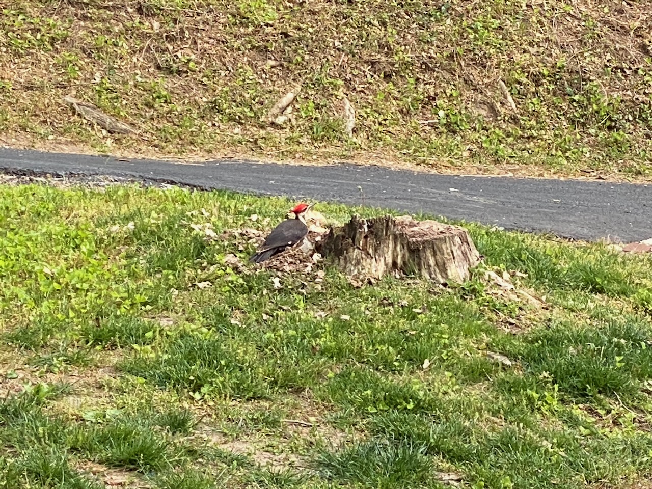 2020-05-15-wildife-03 photo