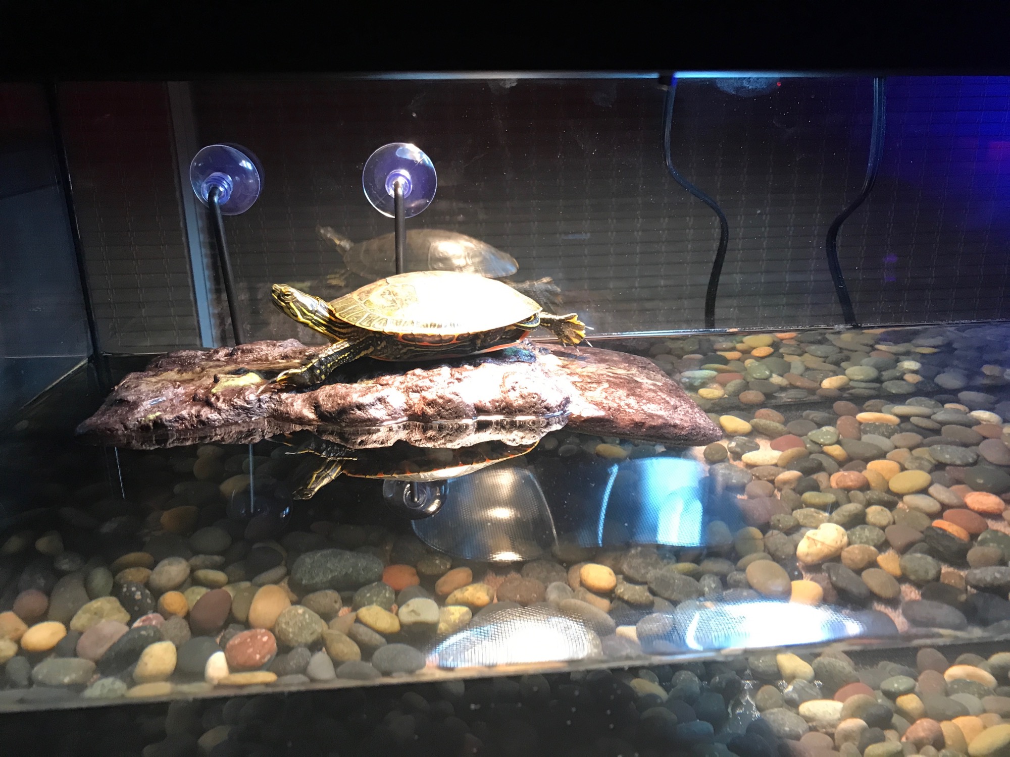 2017-10-12-welcome-turtle photo